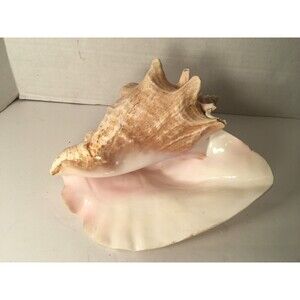 Nice Vintage Pink Peach  Large Queen Conch Shell  9" X 7"